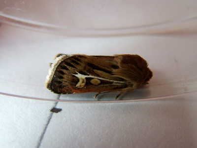 Antler Moth